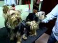 VIDEO CURRO GHEISA Y SHIBA