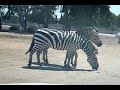 Animals at Safari Ramat Gan Israel Animals at Safari Ramat Gan Israel