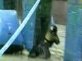 videos de Paintball Team Destination Training