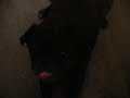 DANCING DOG AMAZING PUG SLUGGO ROCK STAR