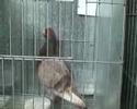 concurso palomos buchones