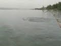 Columbia river sturgeon