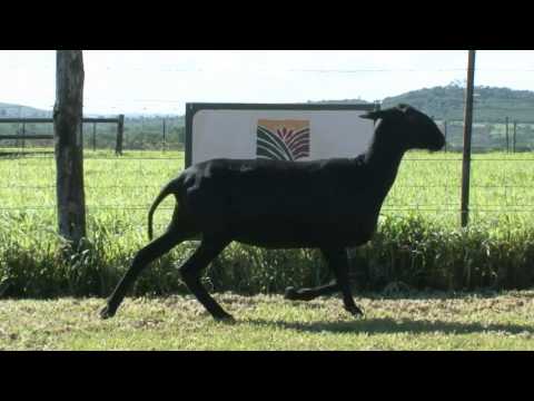 Santa Inês - Caroatá 2437