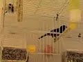 canarypair2