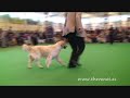 Cruftts 2008 Golden Mid Limit Bitch