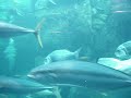 Le Cap vid�o voyage afrique du sud 2007 cape town travel