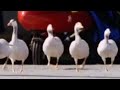 Top Gun geese!  Extreme animals - BBC wildlife
