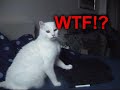 ultimate cat fight, the cat is angry as hell!