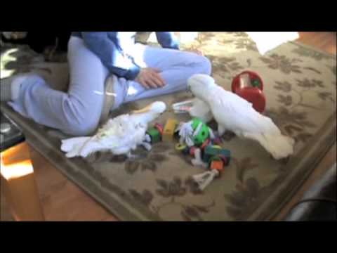 chesawoo - Most of Marnie's brothers and sisters opening presents Christmas morning!!