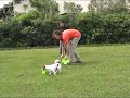 Jack Russell con il Frisby