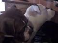 videos de Rocky and Torro watching tv