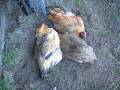 videos de Nov 30 2008 - VID00010 1