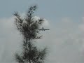 Cathay Pacific Boeing 747 crosswind landing Hong Kong