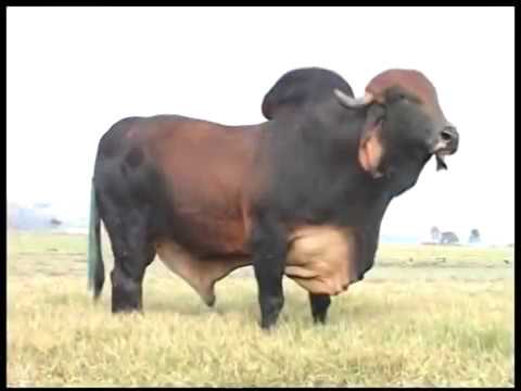 cara tepat penggemukan sapi potong