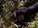 Black Snake Eating Rat