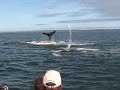 Bay of Fundy Whale Watching with Ocean Explorations