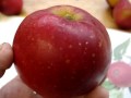 Apple variety Worcester pearmain