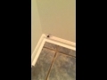 Big spider