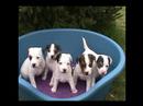voila mé deux chien (é chiene) anouck et tarzan