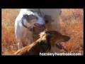 Falconry Yearbook 2