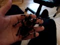 Brachypelma Smithy High Rez Close Up