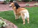 Dogbook Movie: horny pup Dogbook Movie: horny pup
