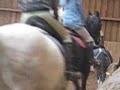 dressage avec gaël