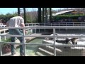 Gatorland is located in Orlando, FL. Known internationally as the Alligator Capital of the World, this is one of the only places in the world where you can get up close looks at alligators in their natural habitat and see live comedy shows featuring trainers wrestling alligators. For more information visit: www.insiderperks.com Insider Perks is a media company focused on producing high-quality, unbiased travel videos that you can use to help plan your next vacation. If you enjoyed this video, please subscribe to us for future updates and show your appreciation by clicking the 