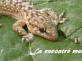 Gecko rescue ..