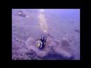 Diving in Bali Part 2 Diving in Bali Part 2