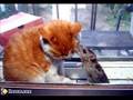 Les Chats.. mes amis de toujours (Loreena Mc Kennit : Night