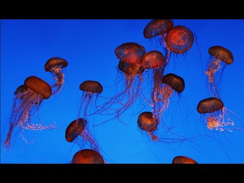 how to relieve jellyfish sting itch