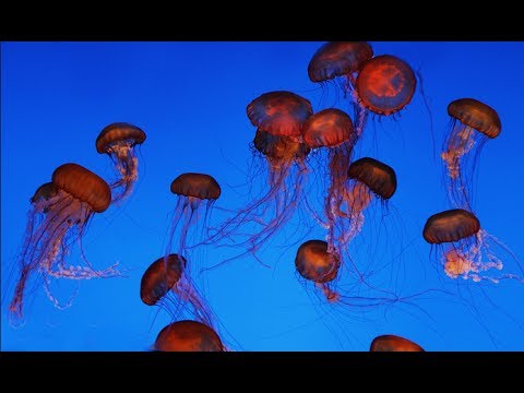 how to relieve jellyfish sting itch