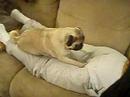 Pug Sniffs Butt - http://cheapestmedicationsonline.com/ Pug Sniffs Butt - http://cheapestmedicationsonline.com/
