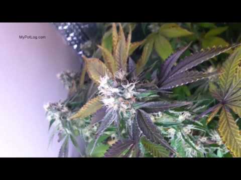 how to grow good weed