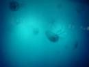 Dallas Aquarium Jellyfish