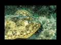 delightful marine conservation [Full HD]