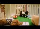 Cute Dogs