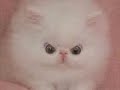 Funny Cat Video