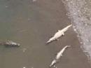 Costa Rican Crocodiles Attack and Kill Desperate Spectator Costa Rican Crocodiles Attack and Kill Desperate Spectator