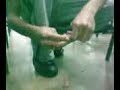 abrindo coco com bala 7 belo abrindo coco com bala 7 belo