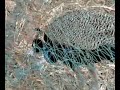 Peacock - Beautiful