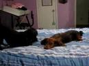 Bo and Cloe