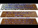 Pattern Formation in Nature