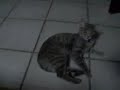 lola in calore
