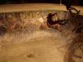 videos de Julian skate gully 1-12-08