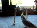 Toki nymfkakadua miisslyckande Toki nymfkakadua miisslyckande