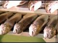 Smoke Salmon Factory, Thailand by Asiatravel.com