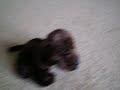 Webkinz in the Mail