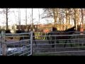 Camping Het Koningsdiep